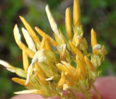Sebaea hymenosepala