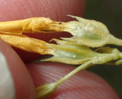 Sebaea hymenosepala