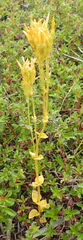 Sebaea hymenosepala