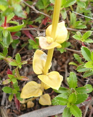 Sebaea hymenosepala