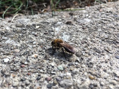 Melandrena
