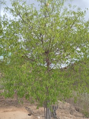 Aspidosperma pyrifolium