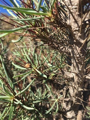 Euphorbia loricata