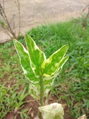 Euphorbia tithymaloides