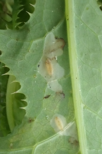 Chrysanthemum Leafminer photo 6