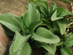 Kalanchoe laetivirens image