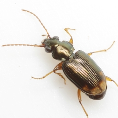 Bembidion rapidum