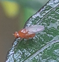 Neogriphoneura