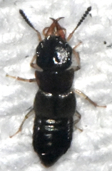 Anotylus insignitus