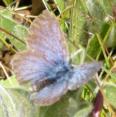 Icaricia icarioides missionensis
