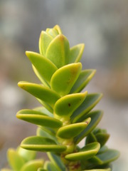 Veronica masoniae