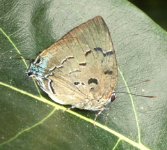 Panthiades hebraeus
