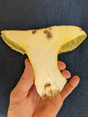 Butyriboletus querciregius