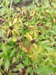 Eryngium foetidum image