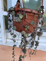 Ceropegia linearis