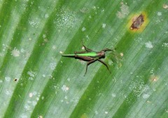 Scaria