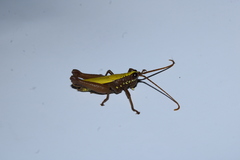 Trybliophorus