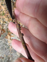 Disholcaspis mellifica