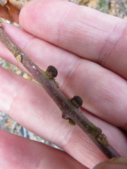 Disholcaspis mellifica