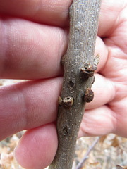 Disholcaspis mellifica