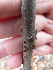 Disholcaspis mellifica