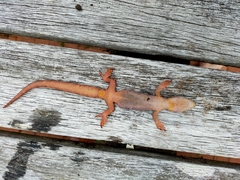 Dactylocnemis pacificus