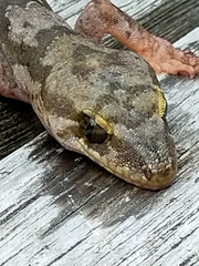 Dactylocnemis pacificus