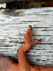 Dactylocnemis pacificus