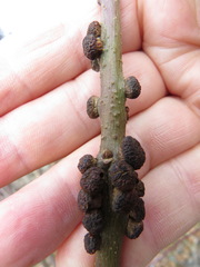 Disholcaspis mellifica