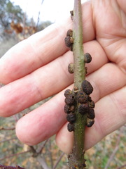 Disholcaspis mellifica