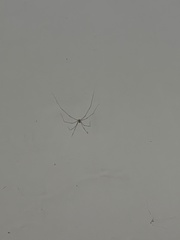 Pholcidae
