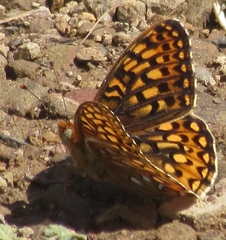 Speyeria callippe callippe