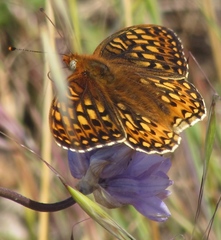 Speyeria callippe callippe