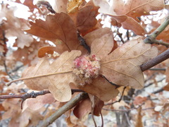 Andricus tubifaciens