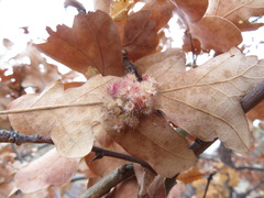 Andricus tubifaciens