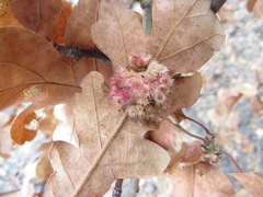 Andricus tubifaciens