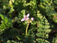 Erodium cicutarium cicutarium