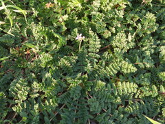 Erodium cicutarium cicutarium