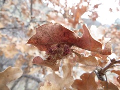 Andricus tubifaciens