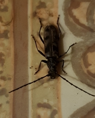 Pachydissus natalensis