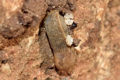 Tandonia sowerbyi