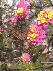 Thorybes dorantes dorantes