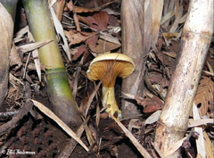 Austropaxillus statuum