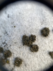 Endocarpon pallidulum