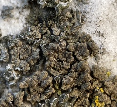 Endocarpon pallidulum