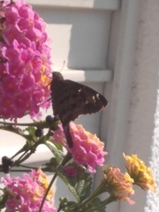 Thorybes dorantes dorantes