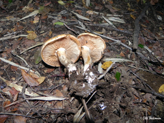 Austropaxillus statuum