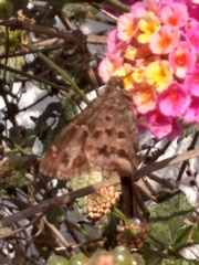 Thorybes dorantes dorantes