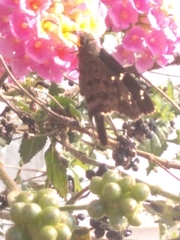 Thorybes dorantes dorantes