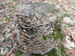 Basidiomycota